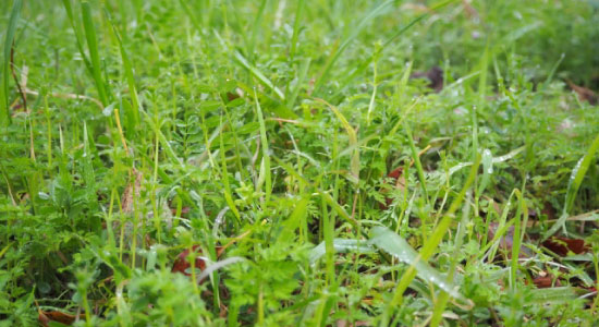 雑草・防虫対策